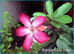 Flower24448C.jpg (22323 bytes)