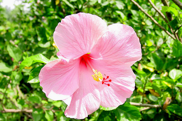 Flower2H.JPG (94766 bytes)