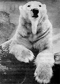 Pic1.jpg (21149 bytes)