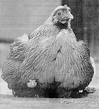 Pic2A.jpg (20764 bytes)