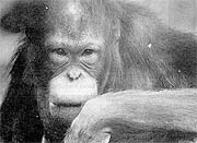 Pic5.jpg (11772 bytes)