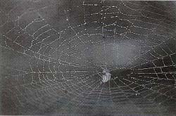 FujiMS1002A.jpg (15126 bytes)