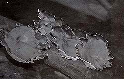 FujiMS1003A.jpg (15470 bytes)