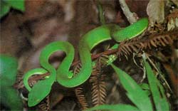 MS100A.jpg (13422 bytes)