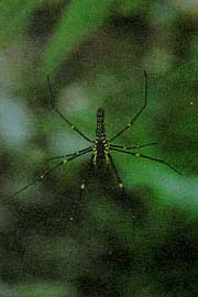 MS100B.jpg (11215 bytes)