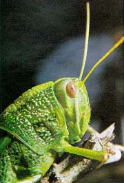 MS100D.jpg (17849 bytes)