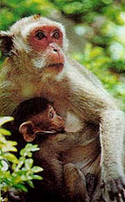 PJ400C.jpg (20604 bytes)