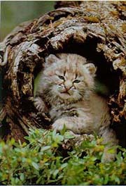 Photographer1A.jpg (21903 bytes)