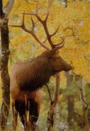 Photographer1B.jpg (17545 bytes)