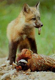 Photographer1C.jpg (14776 bytes)