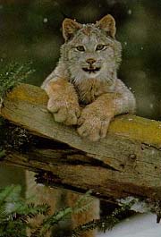 Photographer1D.jpg (15536 bytes)