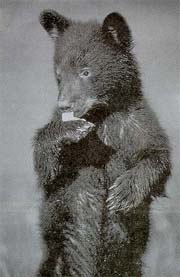 Photographer4A.jpg (13647 bytes)