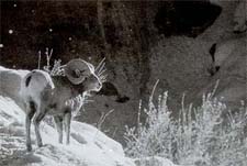 Photographer5B.jpg (13041 bytes)