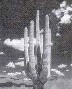 Photo2M.jpg (13181 bytes)