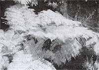 Photo6L.jpg (13869 bytes)