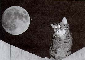 RepeatFoto1.jpg (15642 bytes)