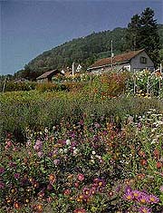 Travel11.jpg (26113 bytes)