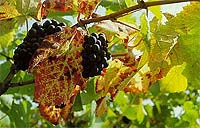 Travel13.jpg (18708 bytes)