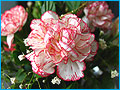 Flower101_120.jpg (8658 bytes)