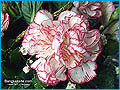 Flower102_120.jpg (15490 bytes)