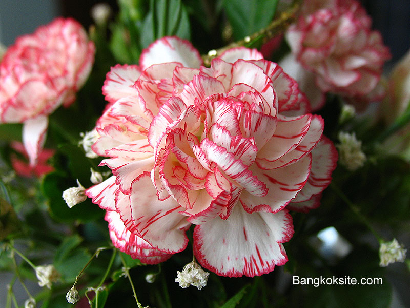 FlowerWallPaper.jpg (129063 bytes)