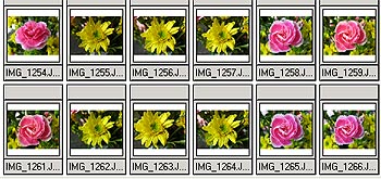 SuperMacro1.jpg (28544 bytes)