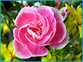 SuperMacro1_120.jpg (7813 bytes)