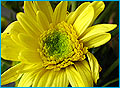 SuperMacro2_120.jpg (7214 bytes)