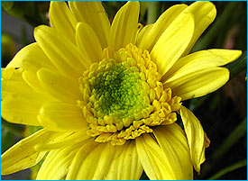 SuperMacro2_275.jpg (22283 bytes)