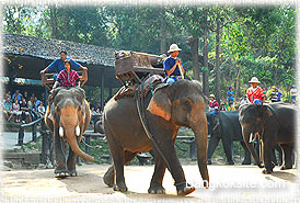 ElephantCamp7_275.jpg (27027 bytes)