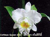 Garden3.JPG (13388 bytes)