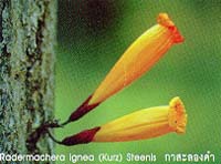 Garden4.JPG (12614 bytes)