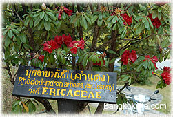 InthanonFlower3_250.jpg (27415 bytes)