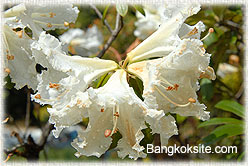 InthanonFlower4_250.jpg (18824 bytes)