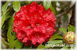 InthanonFlower6_250.jpg (23403 bytes)