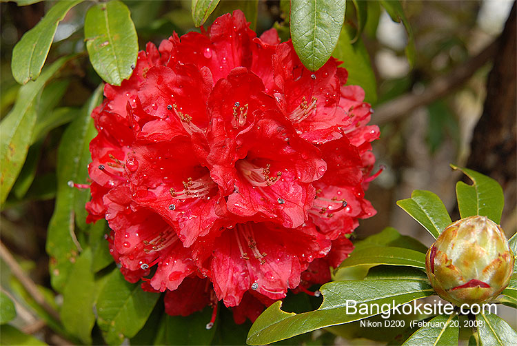 InthanonFlower6_750.jpg (129246 bytes)