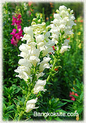 Krisdadoi105_175.jpg (23912 bytes)