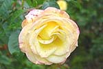 Rose1A.JPG (8863 bytes)