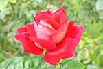 Rose2A.JPG (10282 bytes)