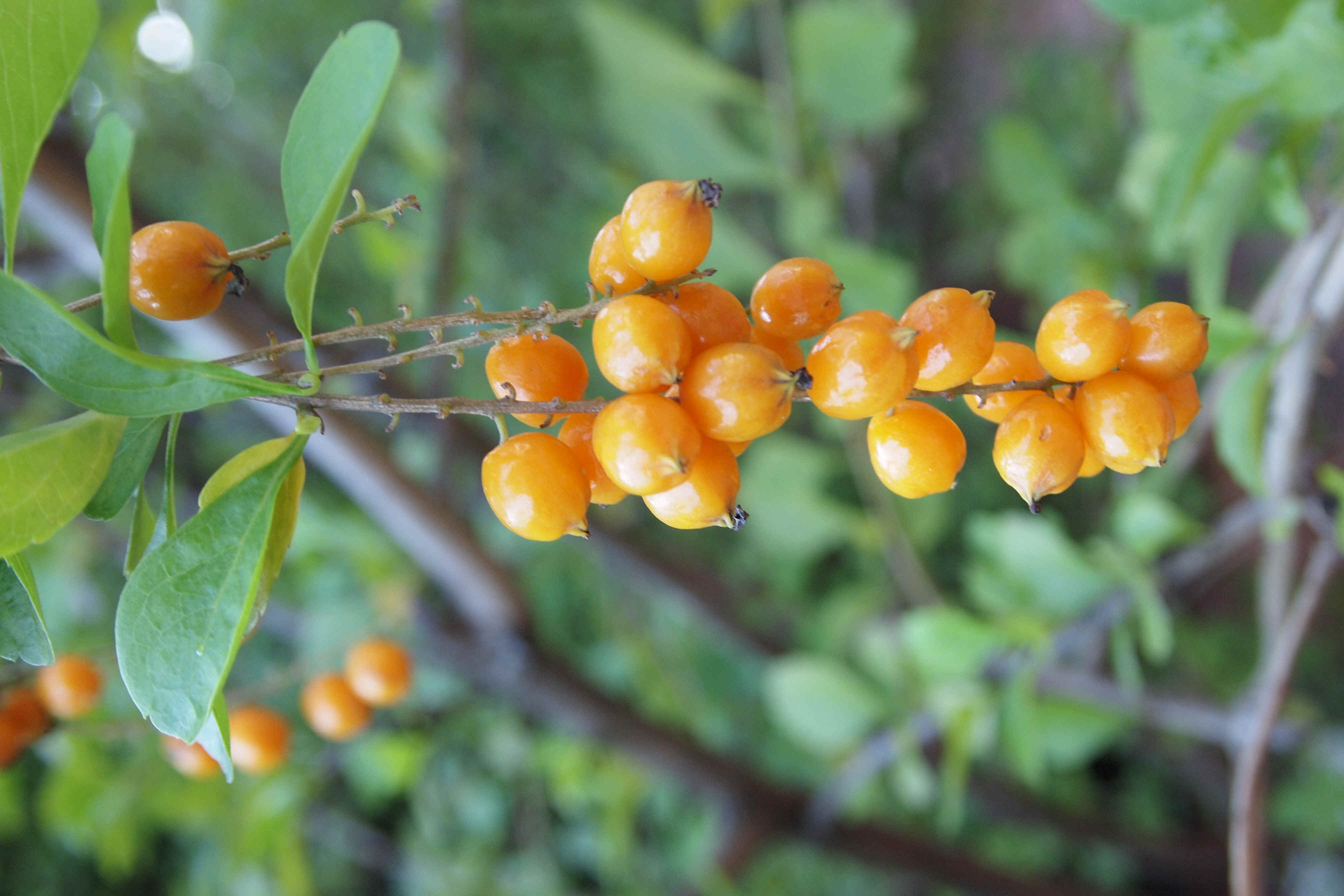 PB260047.JPG (5006661 bytes)