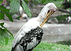 Bird101.gif (5322 bytes)