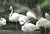 Bird102.gif (4983 bytes)