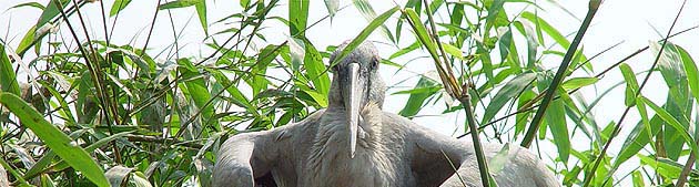 BirdsB.JPG (48112 bytes)