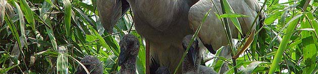 BirdsC.JPG (38759 bytes)