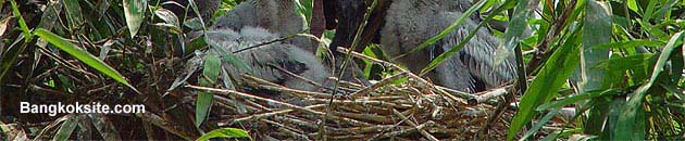 BirdsD.JPG (34915 bytes)