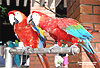 D100BirdsS.jpg (5686 bytes)