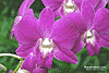 D100Orchid1S.gif (4667 bytes)