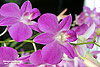 D100Orchid2S.jpg (5526 bytes)