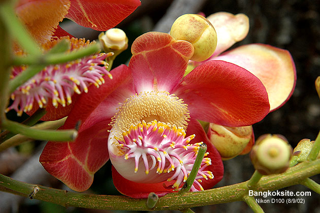 D100Flower4.JPG (95457 bytes)