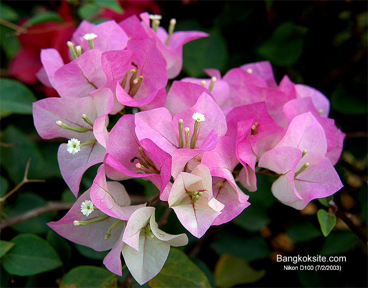 Flower201.jpg (105169 bytes)